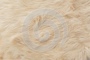 Brown rabbit fur Texture, animal skin background