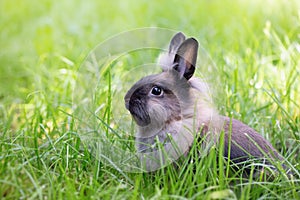 Brown rabbit on a green meadow. Cute furry animal on the grass. Bright sunshine