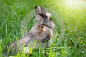 Brown rabbit on a green meadow. Cute furry animal on the grass. Bright sunshine