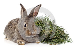 Brown rabbit on hay