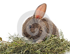Brown rabbit on hay