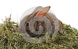 Brown rabbit on hay