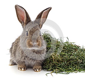 Brown rabbit on hay