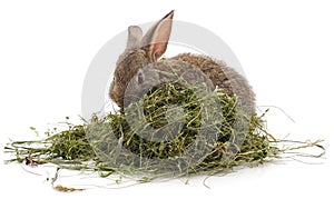 Brown rabbit on hay