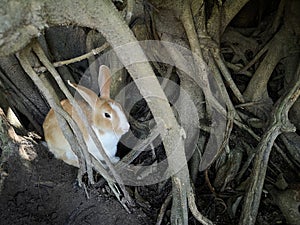 Brown rabbit hide inâ€‹ tree hollows