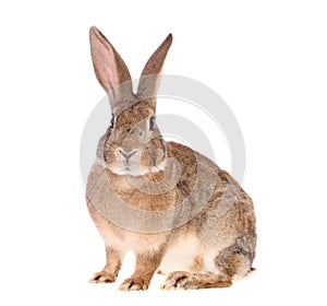 Brown rabbit, isolated.
