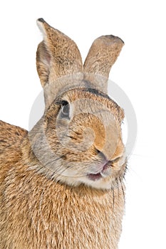 Brown rabbit isolated
