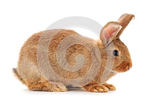 Brown rabbit isolated