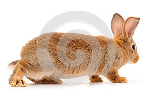 Brown rabbit isolated