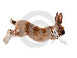 Brown rabbit jump isolated on a white