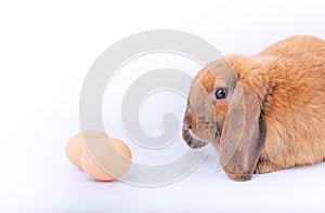 Brown rabbit with long ears nearly stay to easter eggs with white background