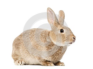 Brown rabbit lying, isolated