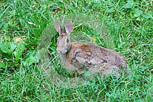 Brown rabbit in a meadow, facing forward with ears up
