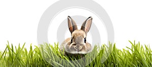Brown rabbit nestled in green spring grass. Easter concept on white background