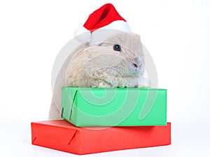 Brown rabbit in santa hat and christmas boxes, iso