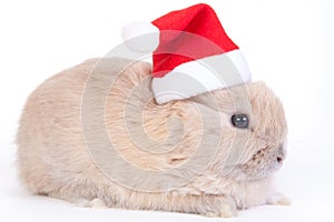 Brown rabbit in santa hat, isolated