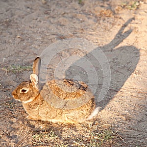 Brown rabbit sits in the sand in sunlight