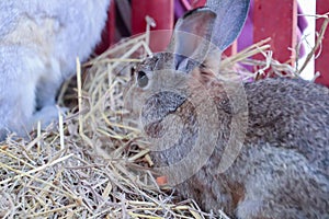 Brown rabbit sitting on dry grass