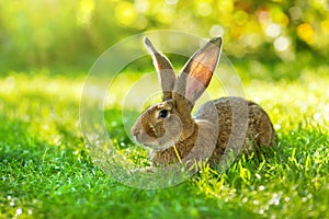 Brown rabbit sitting in grass