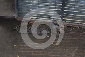 The Brown rabbit Sleep on the ground