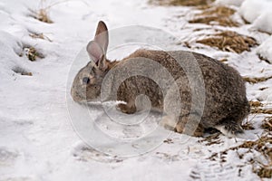 Brown rabbit on snow