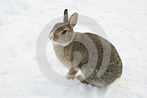 Brown rabbit in snow