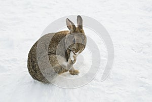 Brown rabbit in snow cleaning his paw