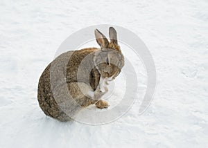 Brown rabbit in snow cleaning his paw