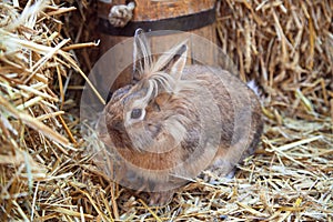 Brown rabbit on stack of straw