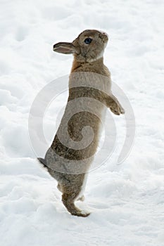 Brown rabbit standing on his backfeet in snow