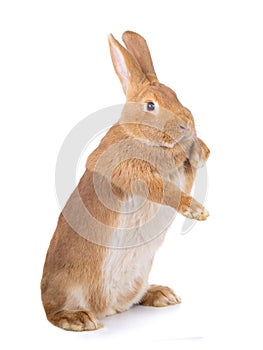 Brown rabbit stands on its hind legs on a white