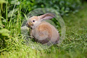 Brown rabbit in summer day on the field. Beige baby bunny on a grass