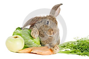 Brown rabbit with vegetables