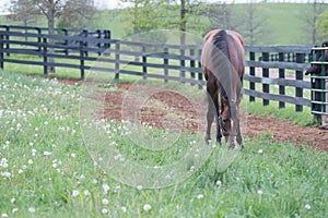 Brown Racehorse