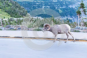 Brown ram walking across a winding road, surrounded by rugged mountains in the background