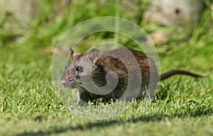 Brown rat.