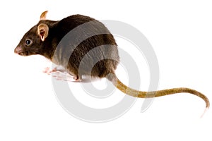 Brown Rat