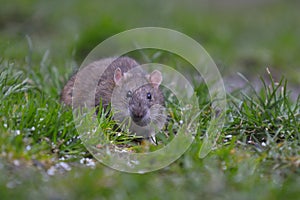 Brown rat, common rat, street rat (Rattus norvegicus)