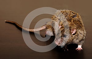 Brown Rat on the dark background