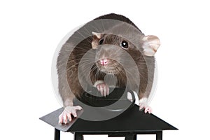 Brown Rat on a decorative lamp