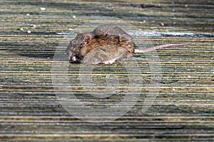 Brown rat eating discarded duck food