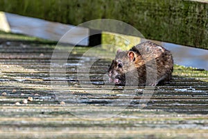 Brown rat eating discarded duck food