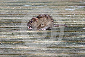 Brown rat eating discarded duck food