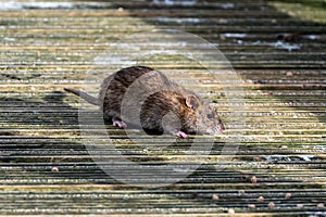 Brown rat eating discarded duck food