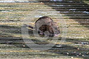 Brown rat eating discarded duck food