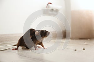 Brown rat on floor. Pest control