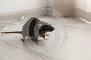 Brown rat on floor. Pest control