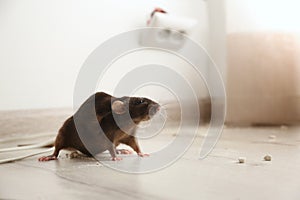 Brown rat on floor. Pest control photo