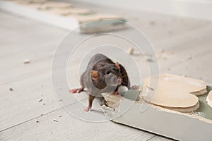 Brown rat gnawing baseboard. Pest control