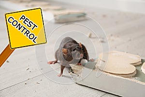 Brown rat gnawing baseboard and warning sign Pest Control